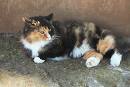 Long Haired Calico Cat