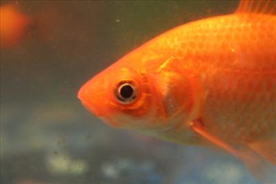 Goldfish