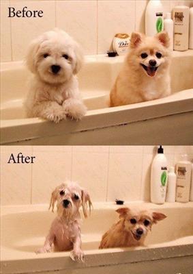 Powerful dogs