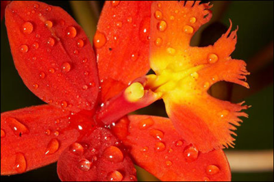 flower 