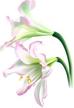 Lily