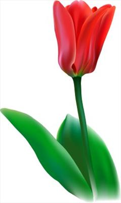 Tulip