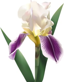Iris