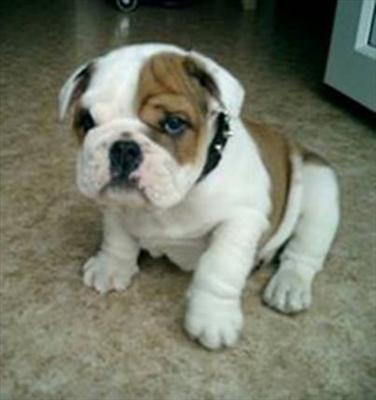 Bully