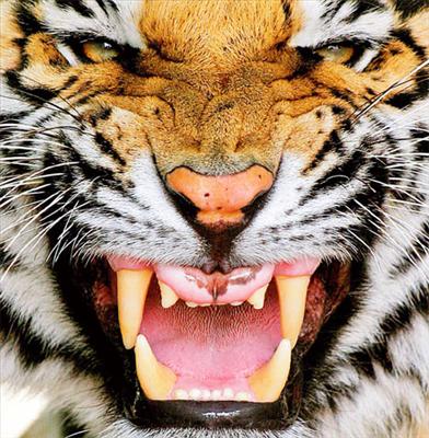 Bengal Tiger