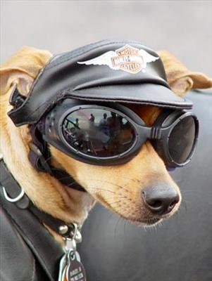 Body Guard
