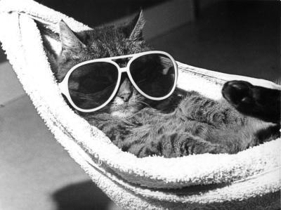 Kool Kat