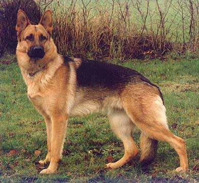 Geman Shepherd