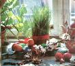 NOVRUZ TEPSİ 3