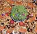 NOVRUZ TEPSİ 12