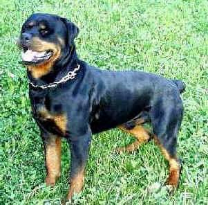 rottweiler