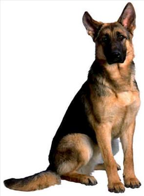 German shepard