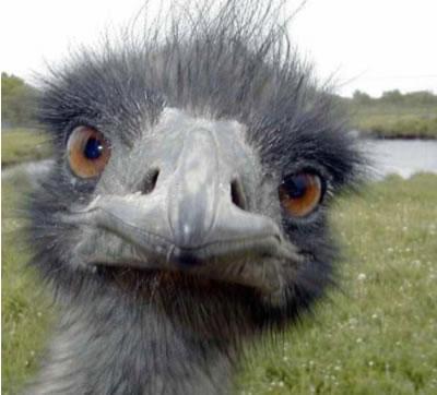 Bird