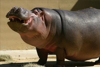 Hippo