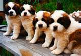 Puppies