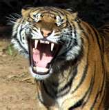 tiger