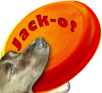Jack's Orange Frisbee