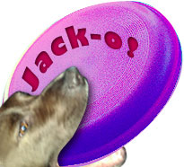 Jack's Purple Frisbee