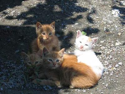 Kedi