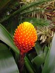 Guzmania