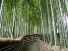 Bambu