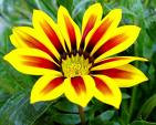 yellowf