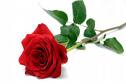 redflower