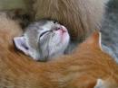 kitty