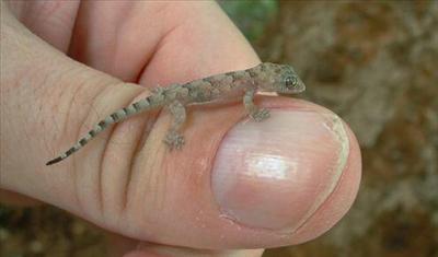 gecko