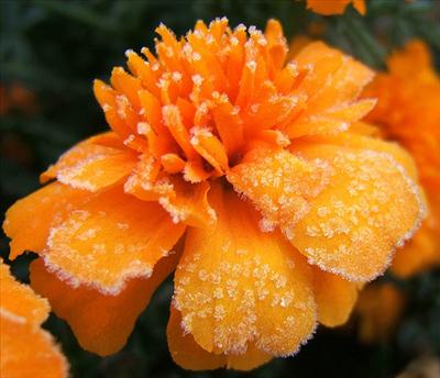 Dwarf Marigold