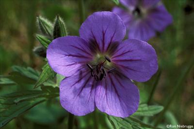 Purple Geranium