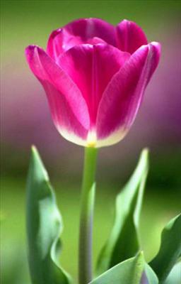 Violet Tulip