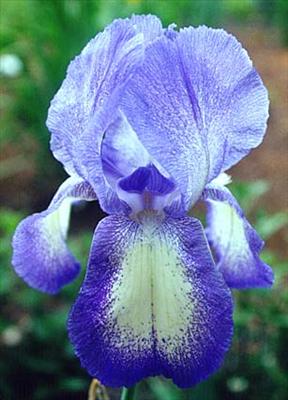 Blue Iris