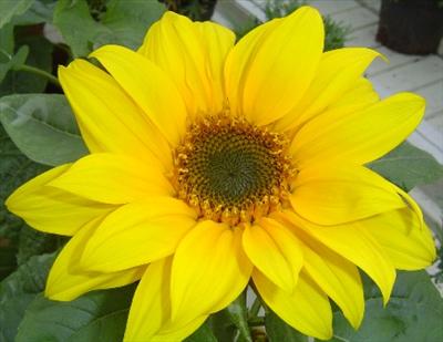 Yellow Sunflower