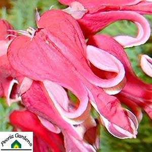Fuchsia Dicentra