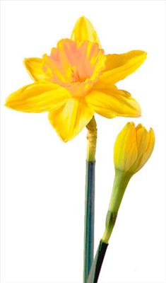 Yellow Daffodil