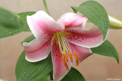 White/Pink Lily