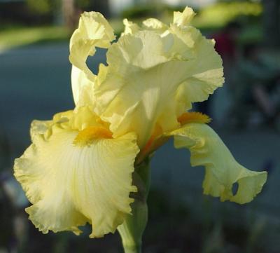 Iris (Yellow)