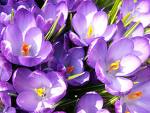 crocuses