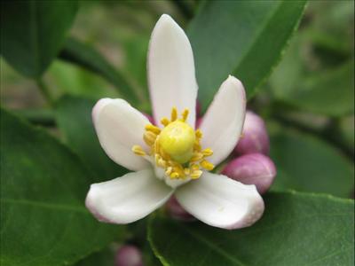 Lemon Blossom
