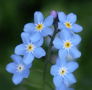 Forget-Me-Not