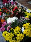 chrysanthemum