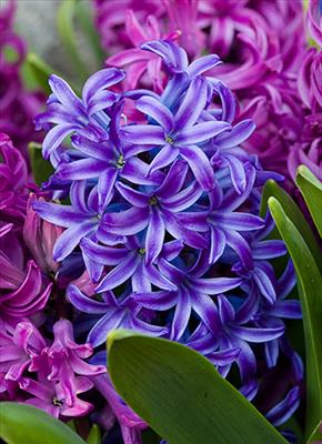Hyacinth