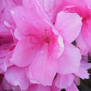 Azalea Pink
