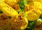 orchids