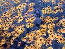 black-eyed susan
