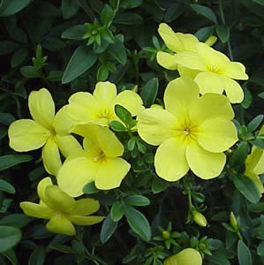Jasmine (Yellow)