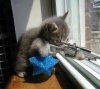 Lonely Kitty