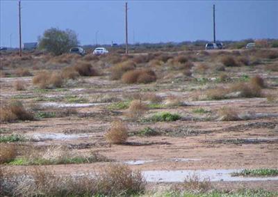 Tumbleweeds through an empty forum