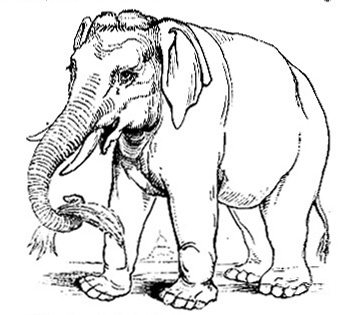 Elephant